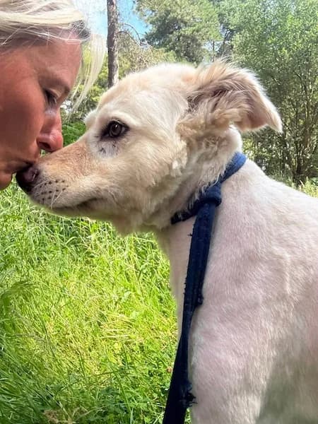 Charlie, male 7yo Mixed Breed for adoption at The Oldies Club