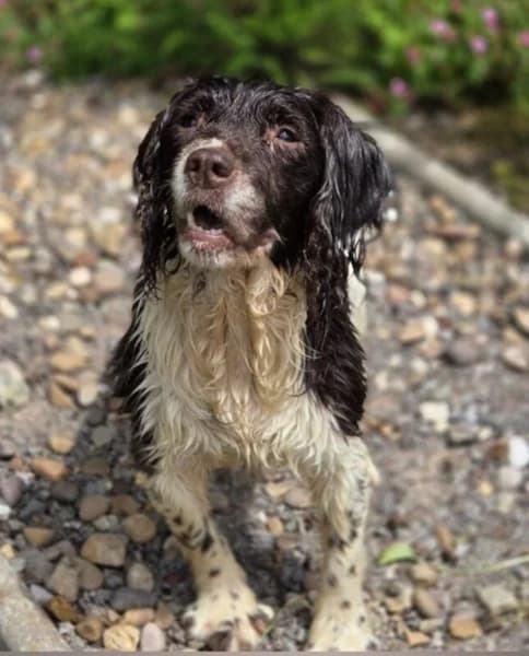 Maddie, female senior Mixed Breed for adoption at The Oldies Club