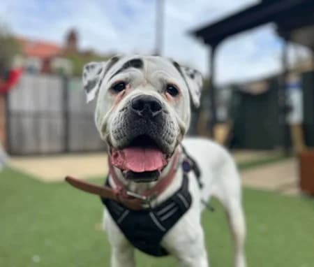 Taz, female senior Mixed Breed for adoption at The Oldies Club