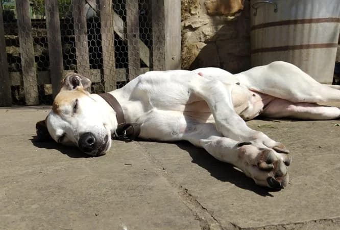 Snoozy Blue, lazy lady lurcher, female senior Mixed Breed for adoption at The Oldies Club