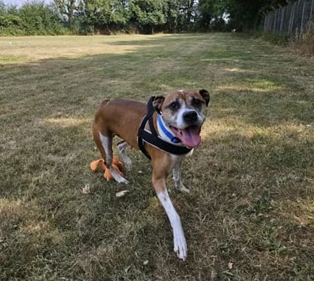 Bentley, male senior Mixed Breed for adoption at The Oldies Club
