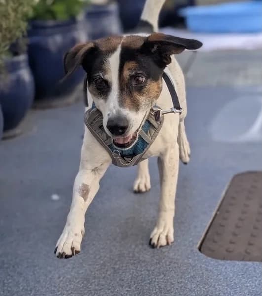 Miso, female senior Mixed Breed for adoption at The Oldies Club