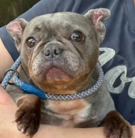 Beryl, female 7yo Mixed Breed for adoption at The Oldies Club