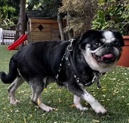 Poppy, female senior Mixed Breed for adoption at The Oldies Club