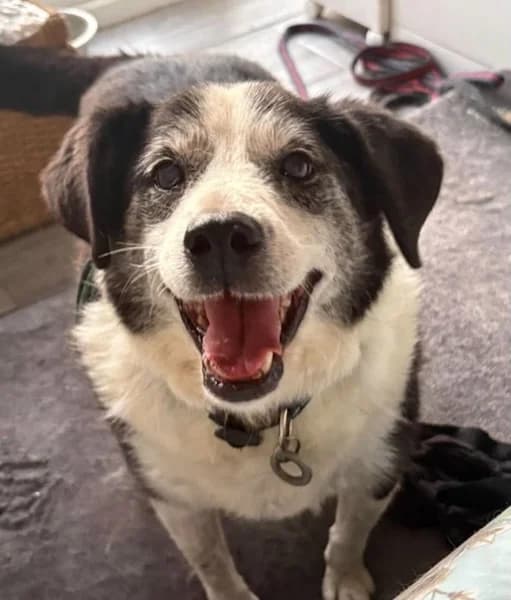 Eric, male senior Mixed Breed for adoption at The Oldies Club