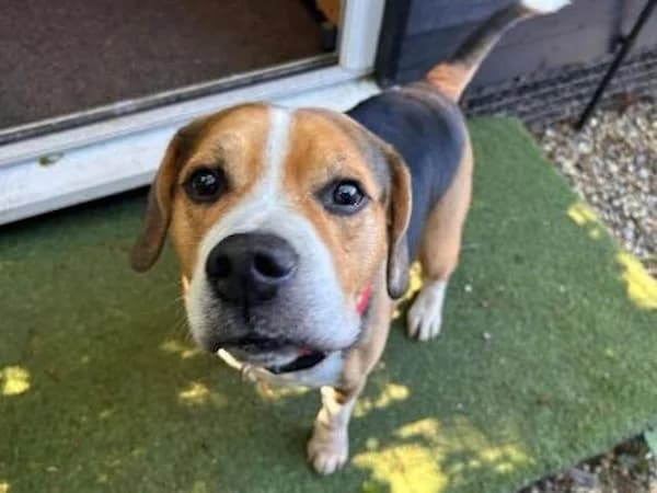 Squid, male senior Mixed Breed for adoption at The Oldies Club