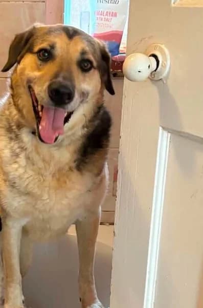 Dwayne, male 7yo Mixed Breed for adoption at The Oldies Club