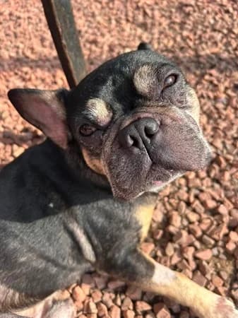 Ted, male senior Mixed Breed for adoption at The Oldies Club