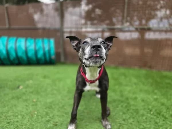 Diamond, female senior Mixed Breed for adoption at The Oldies Club