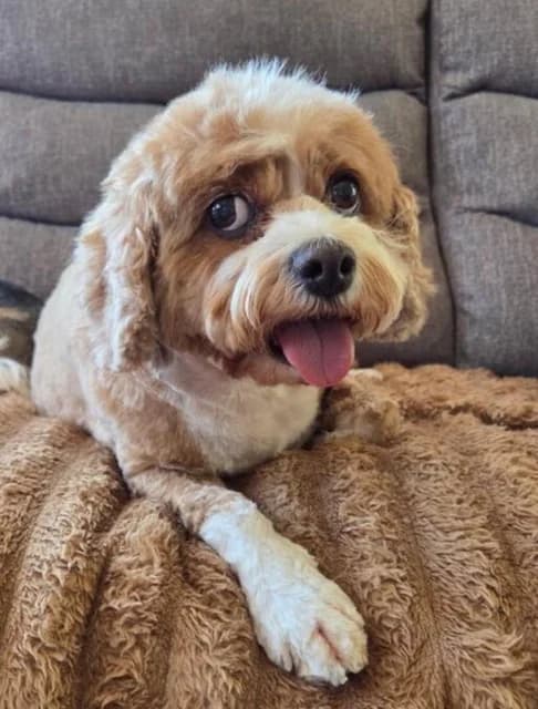 URGENT APPEAL, female senior Mixed Breed for adoption at The Oldies Club