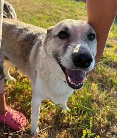 Peach, female 7yo Mixed Breed for adoption at The Oldies Club