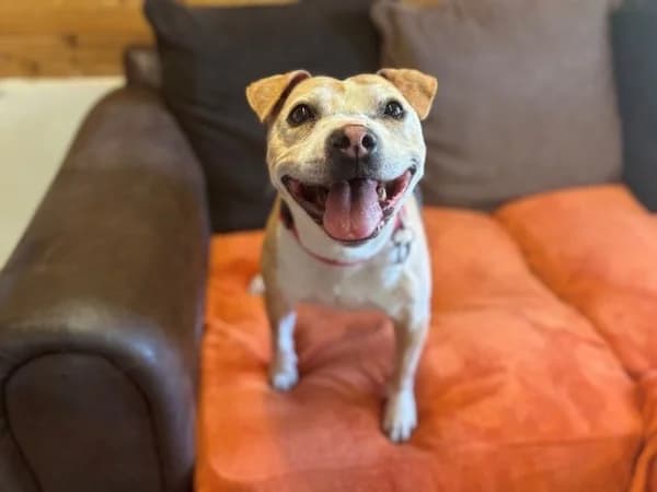 Mindy, female senior Mixed Breed for adoption at The Oldies Club