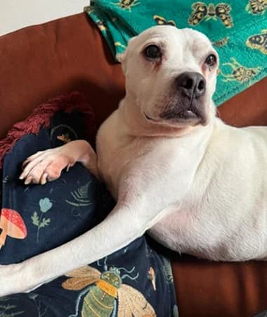 Riley, male senior Mixed Breed for adoption at The Oldies Club