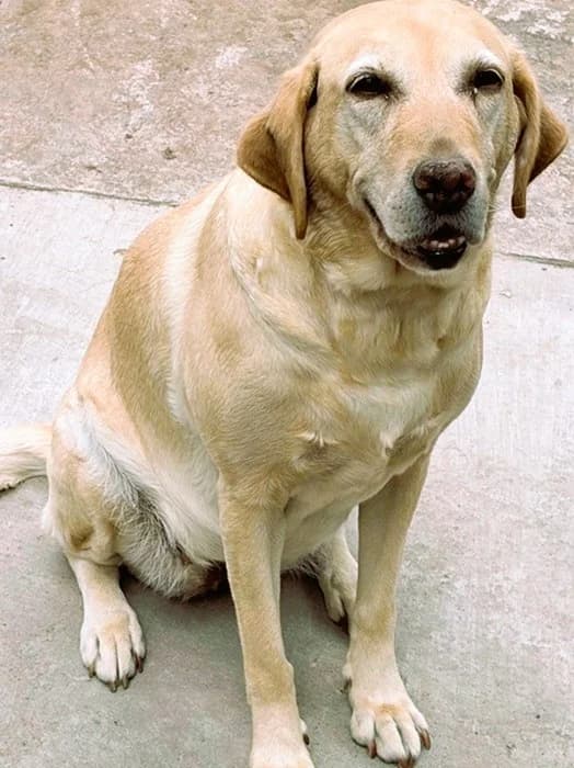 FOSTER APPEAL, female senior Mixed Breed for adoption at The Oldies Club