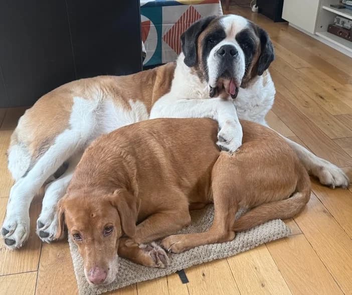 FOSTER APPEAL, male senior Mixed Breed for adoption at The Oldies Club