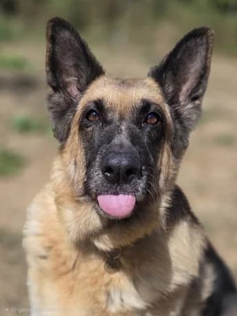 Bonnie, female senior Mixed Breed for adoption at The Oldies Club