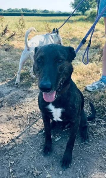 Gio, male senior Mixed Breed for adoption at The Oldies Club