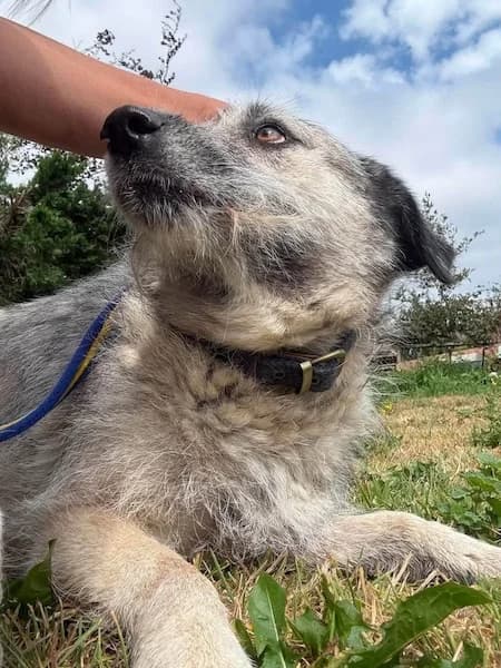Letty, female senior Mixed Breed for adoption at The Oldies Club