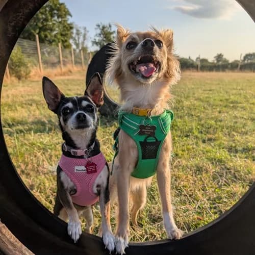 Sookie and Piper, female senior Mixed Breed for adoption at The Oldies Club