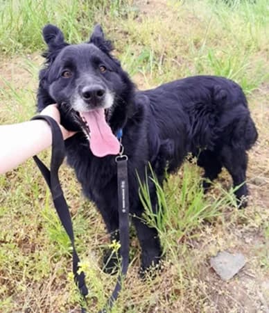 Miki, male senior Mixed Breed for adoption at The Oldies Club