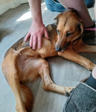 Zucka, female senior Mixed Breed for adoption at The Oldies Club