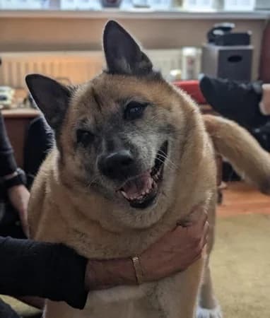 Naala, female 6yo Mixed Breed for adoption at The Oldies Club