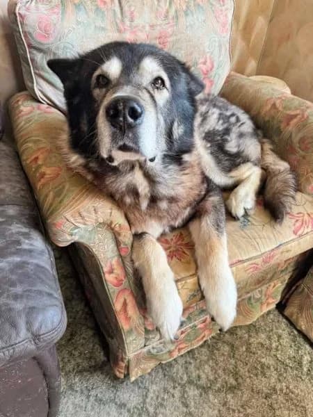 Moose, male senior Mixed Breed for adoption at The Oldies Club