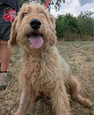 Maisie, Mixed Breed (The Oldies Club)