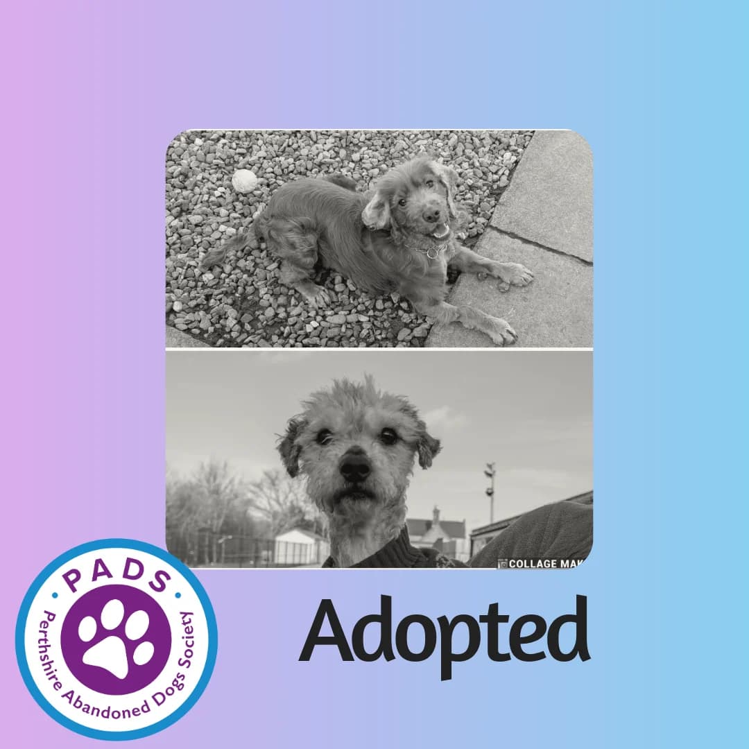 Isla & Ivan, female Mixed Breed for adoption at Perthshire Abandoned Dog Society, Perth