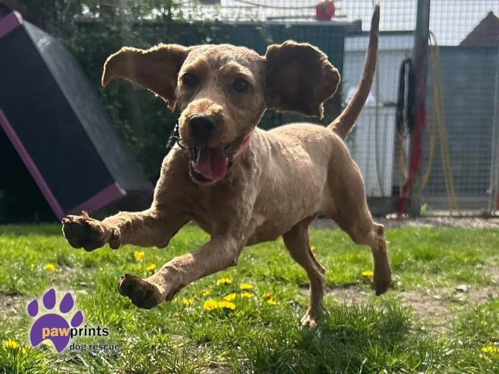Annie, female Cockapoo for adoption at Pawprints Dog Rescue, Stretton-on-Dunsmore