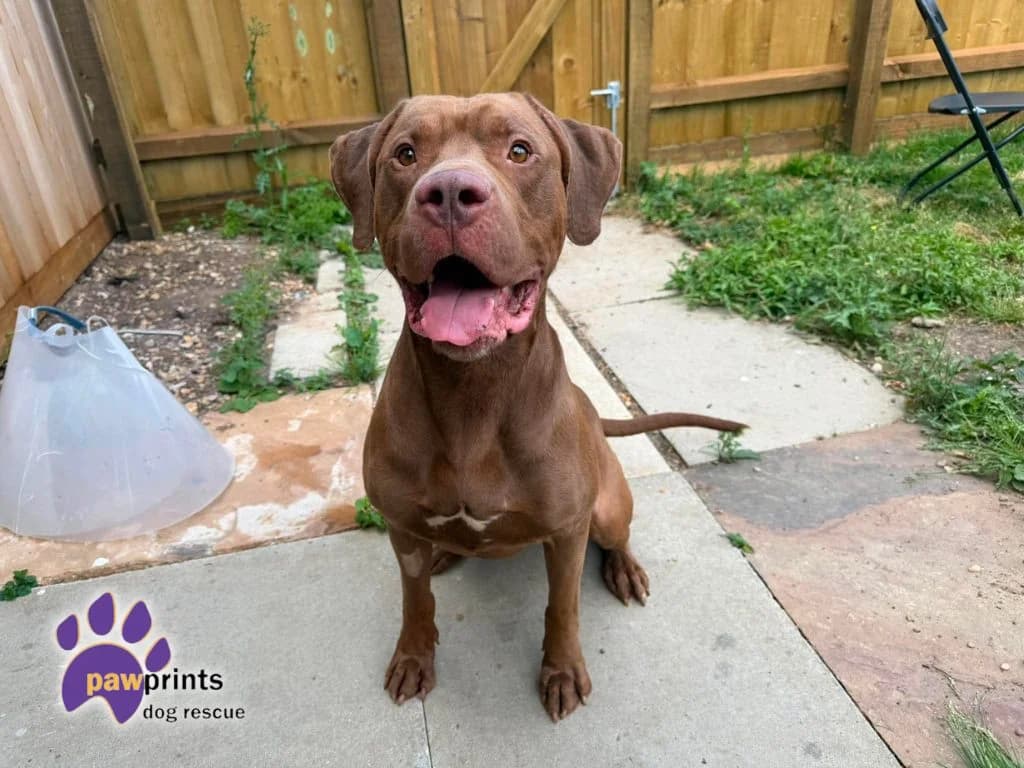 Harry, male Mixed Breed for adoption at Pawprints Dog Rescue, Stretton-on-Dunsmore