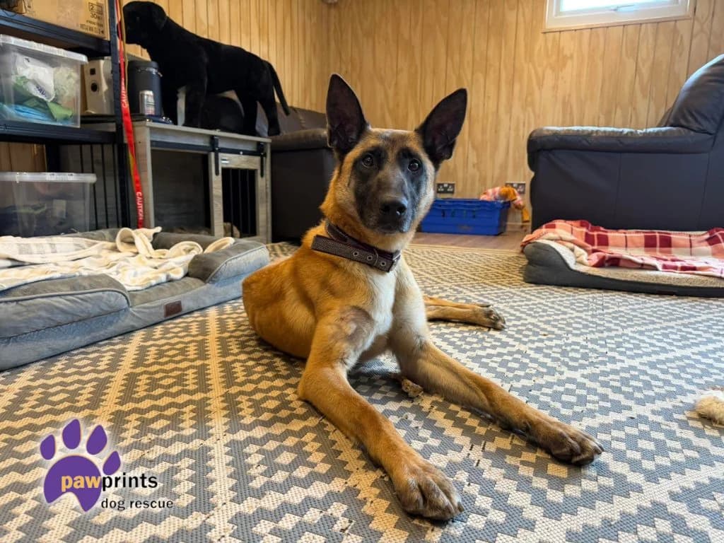 JLo, female Belgian Malinois for adoption at Pawprints Dog Rescue, Stretton-on-Dunsmore