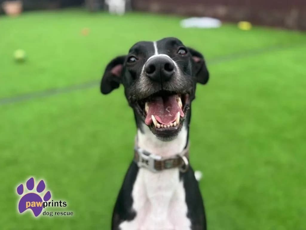 Romeo, male puppy Lurcher for adoption at Pawprints Dog Rescue, Stretton-on-Dunsmore