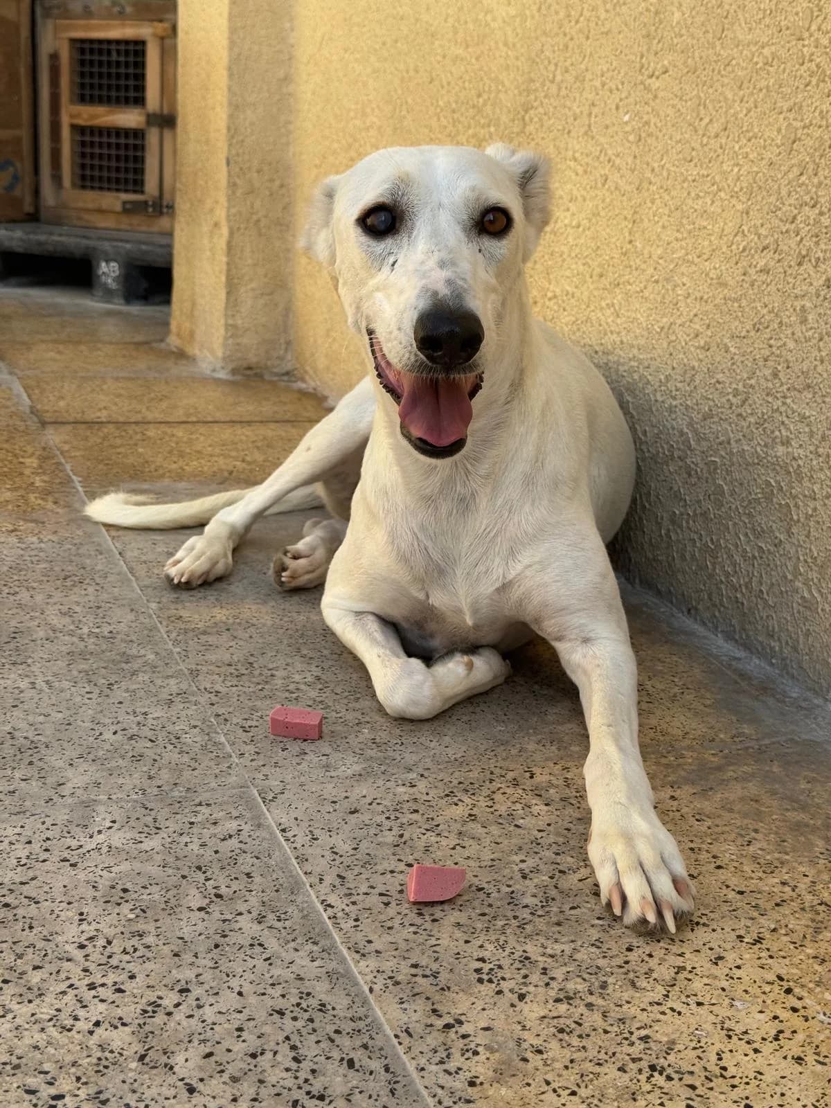 Alba, female Mixed Breed for adoption at Paws Rescue UK