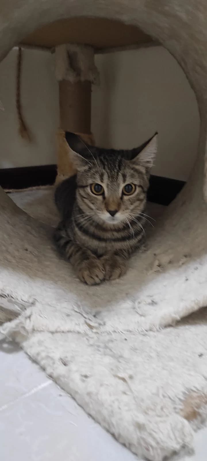 Aspen, male Mixed Breed for adoption at Paws Rescue UK
