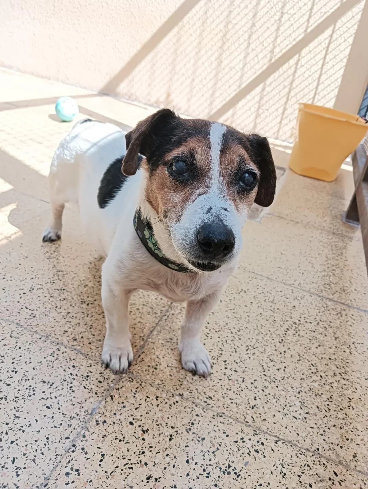 Buster, male senior Mixed Breed for adoption at Paws Rescue UK
