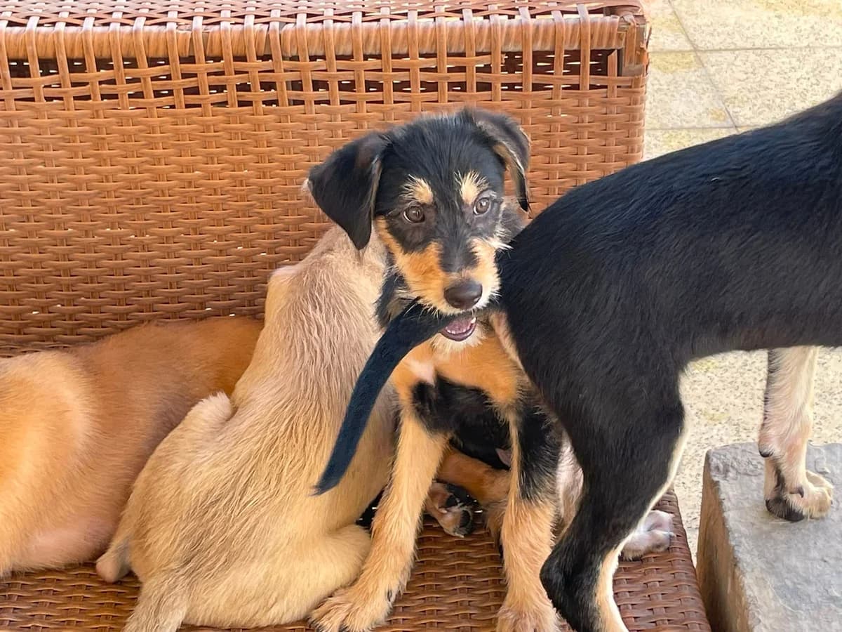 Cecile, female Mixed Breed for adoption at Paws Rescue UK