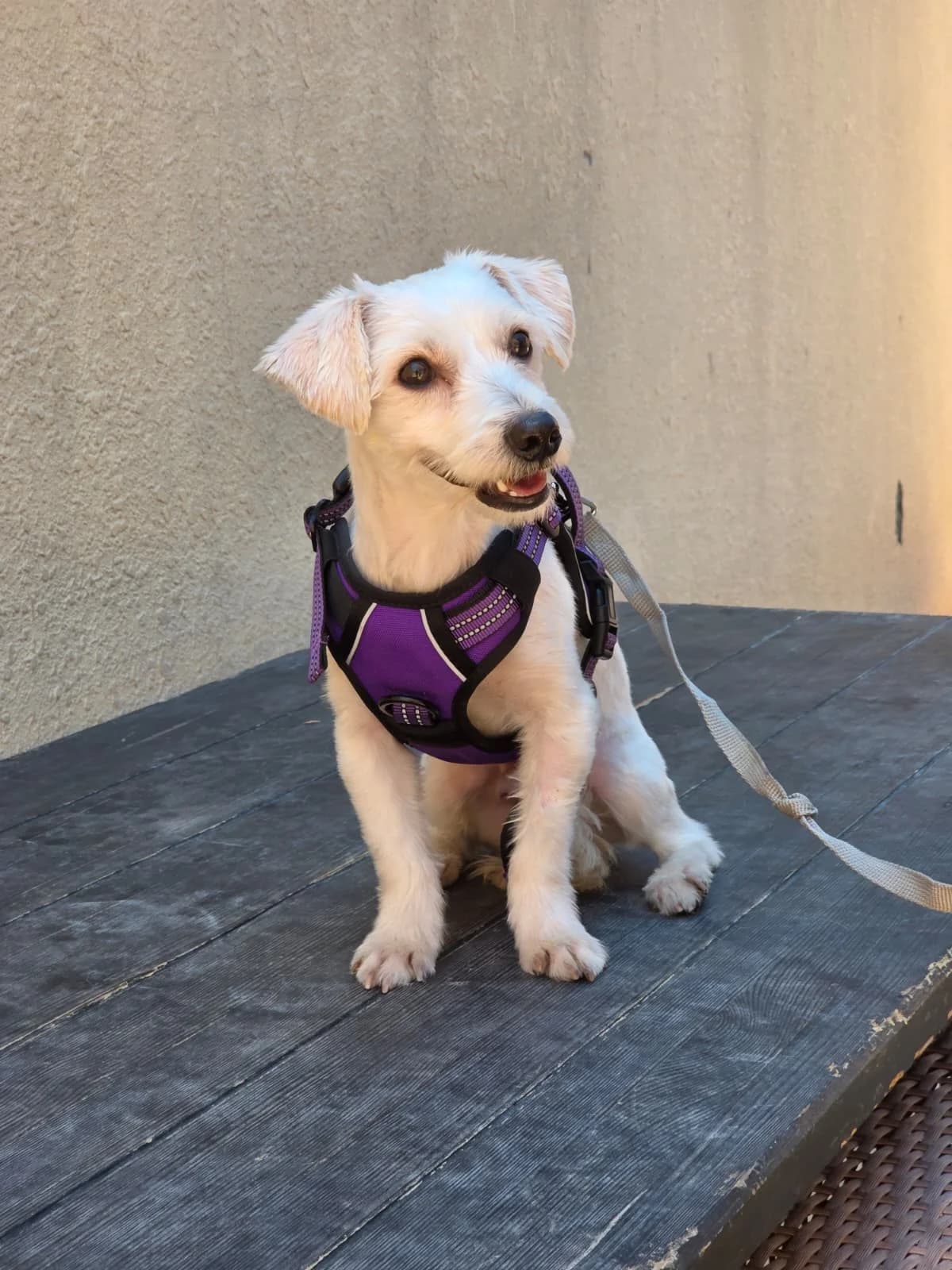 Coco, male Mixed Breed for adoption at Paws Rescue UK
