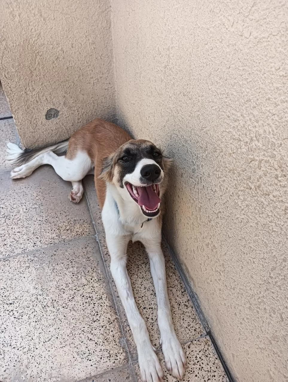 Daisy, female Mixed Breed for adoption at Paws Rescue UK