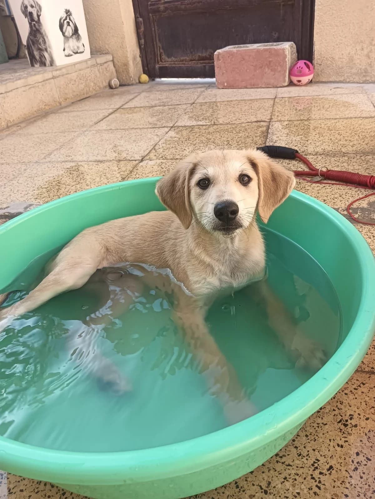 Daville, male Mixed Breed for adoption at Paws Rescue UK