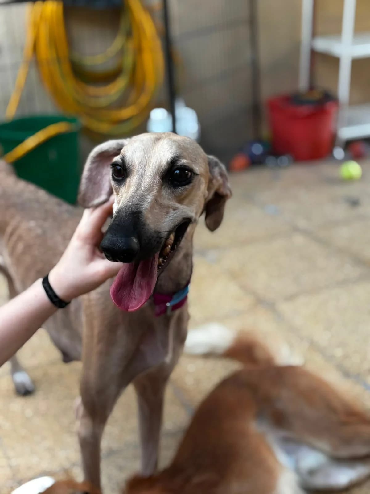 Delilah, female Mixed Breed for adoption at Paws Rescue UK
