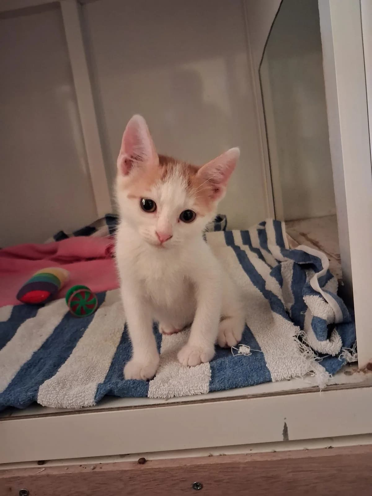 Eire, female Mixed Breed for adoption at Paws Rescue UK
