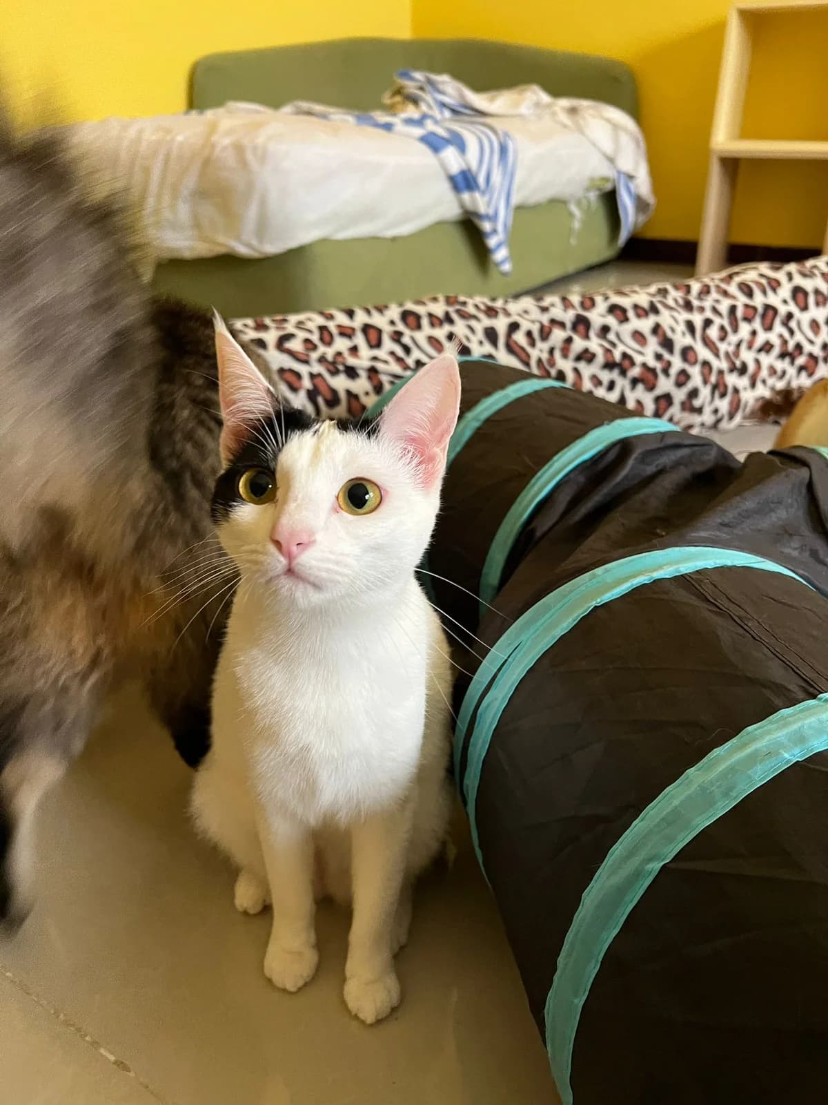 Eska, female Mixed Breed for adoption at Paws Rescue UK
