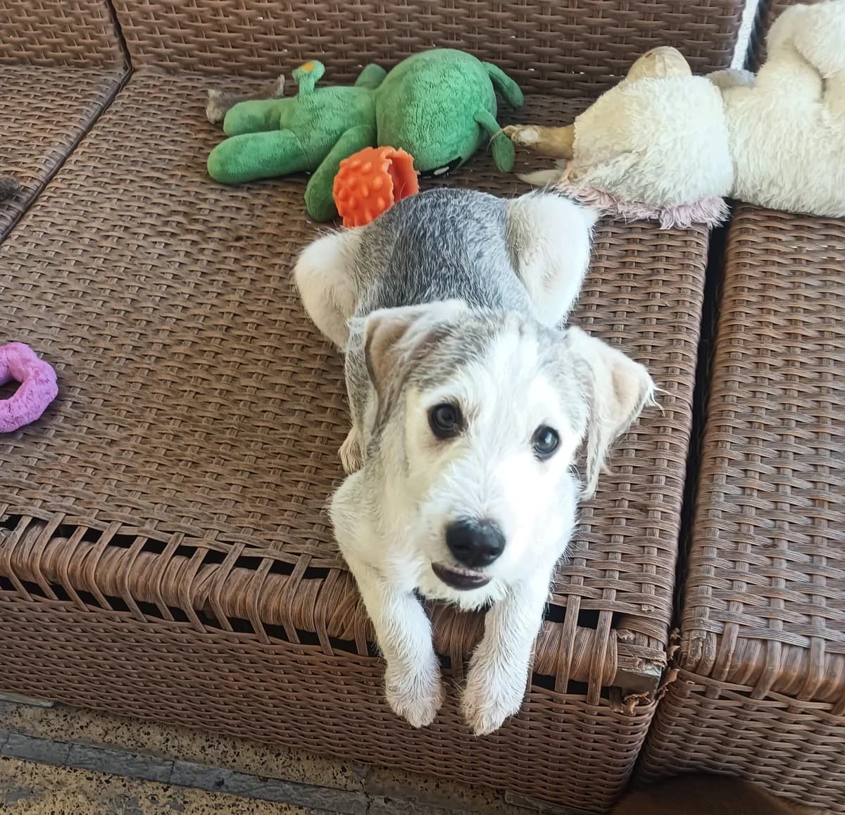 Etana, female Mixed Breed for adoption at Paws Rescue UK