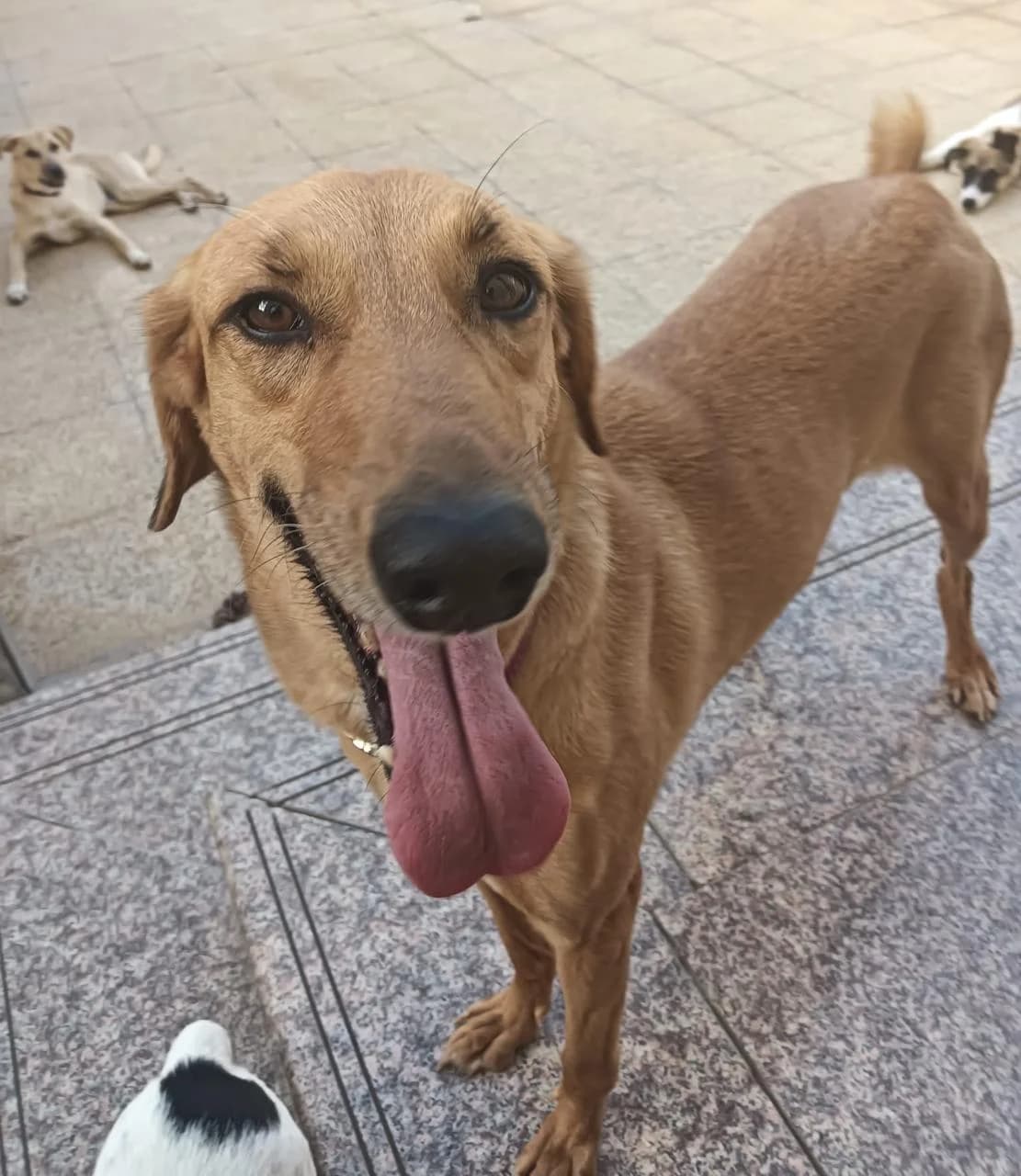 Everest, female Mixed Breed for adoption at Paws Rescue UK