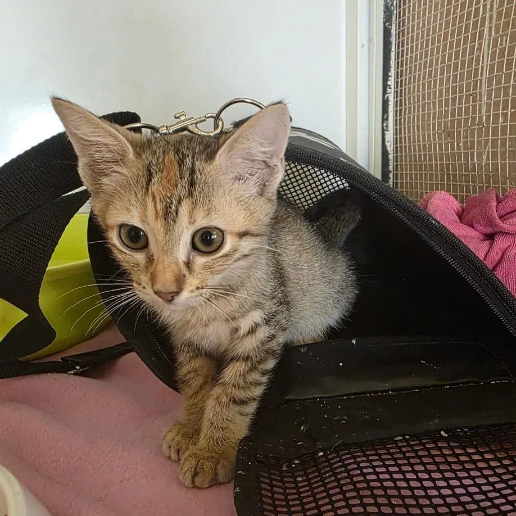Fleur, female Mixed Breed for adoption at Paws Rescue UK