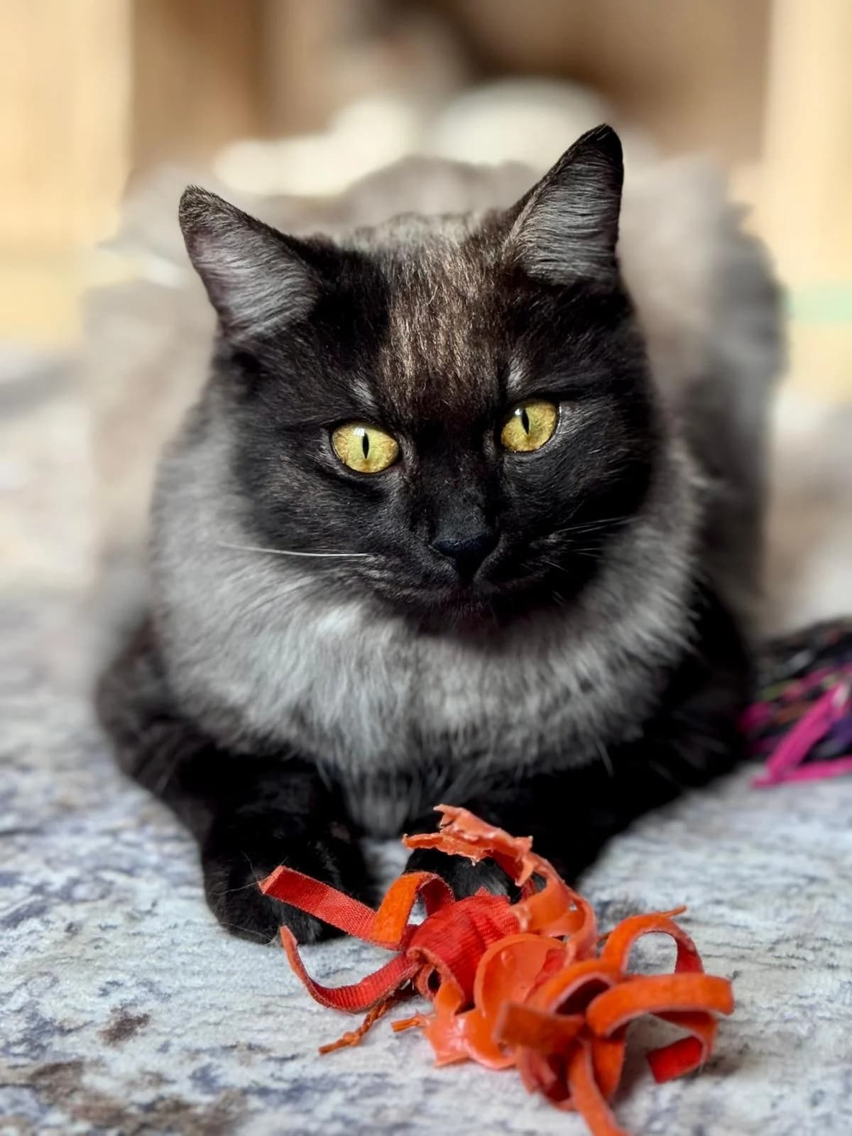 Ghost, male Mixed Breed for adoption at Paws Rescue UK