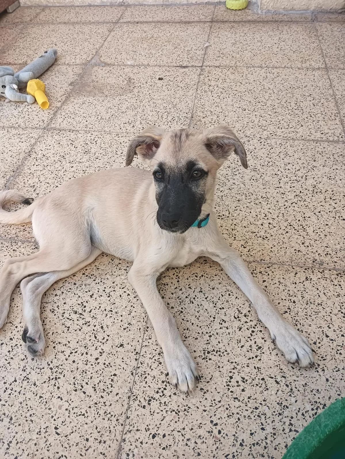 Hope, female puppy Mixed Breed for adoption at Paws Rescue UK