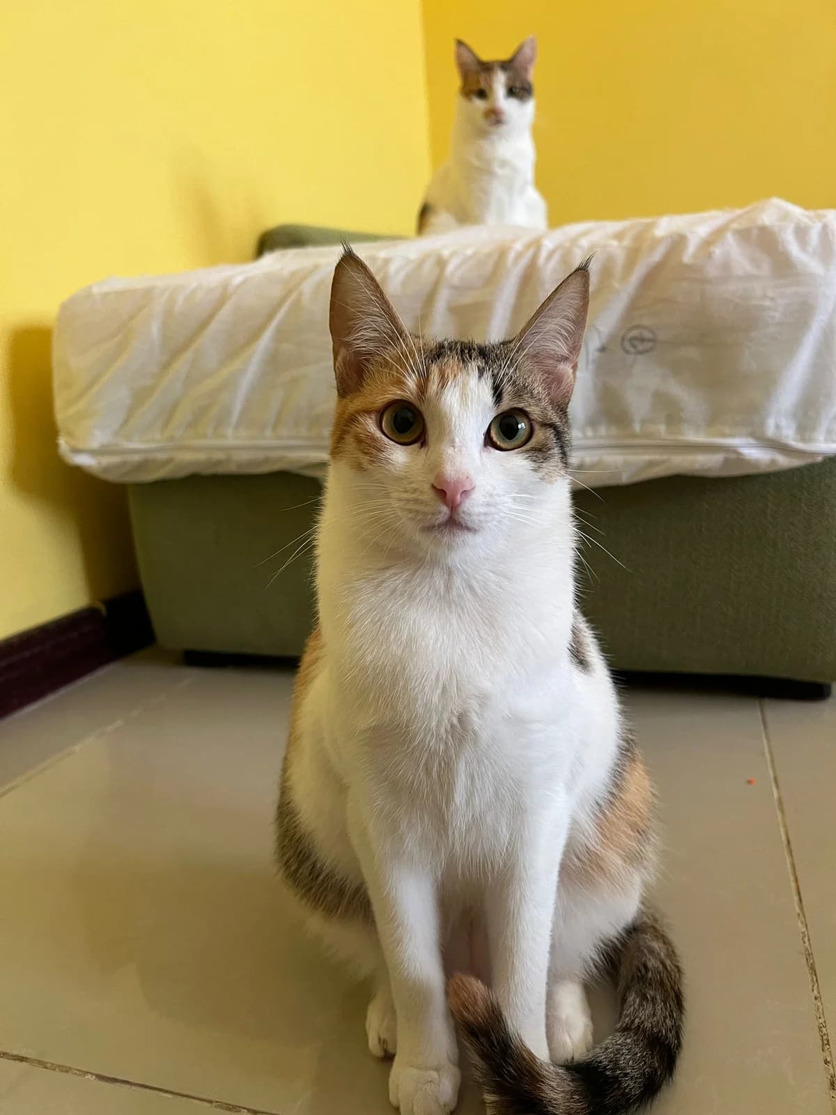 Kiska, female Mixed Breed for adoption at Paws Rescue UK