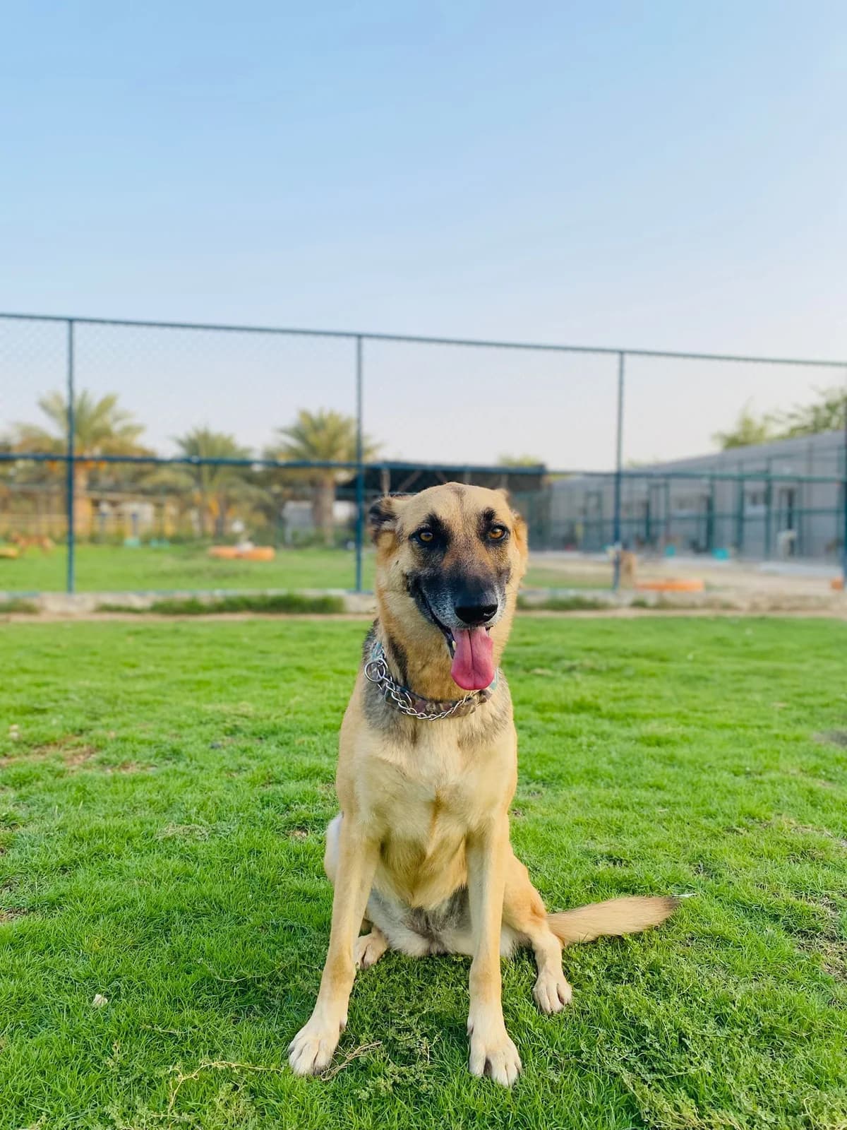 Lucy, female Mixed Breed for adoption at Paws Rescue UK